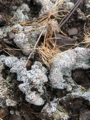 Sphaerophorus fragilis