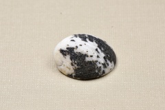 Nerita albicilla