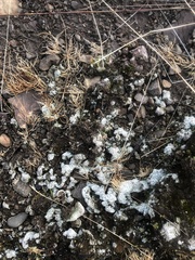 Sphaerophorus fragilis