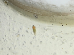 Haplaxius ovatus
