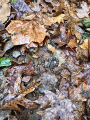 Nerodia sipedon pleuralis