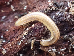 Ommatoiulus moreleti