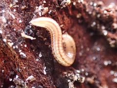 Ommatoiulus moreleti