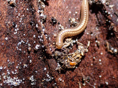 Ommatoiulus moreleti