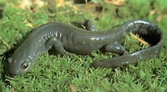 Ambystoma jeffersonianum