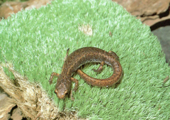 Hemidactylium scutatum