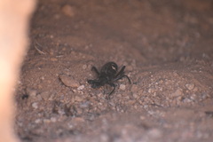 Eleodes armata