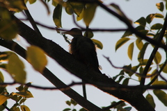 Melanerpes aurifrons