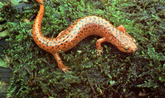 Pseudotriton ruber