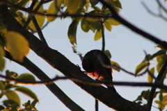 Melanerpes aurifrons
