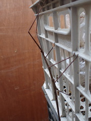 Phasmatinae