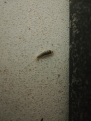 Ctenolepisma longicaudatum
