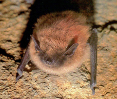 Myotis leibii