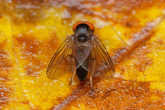 Platypezidae