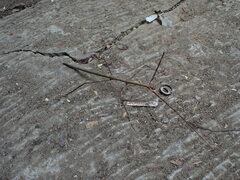 Phasmatinae