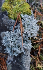 Stereocaulon saxatile