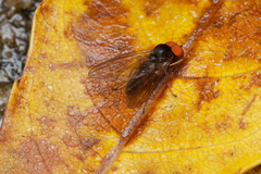 Platypezidae