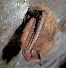 Perimyotis subflavus