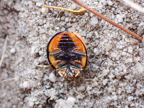 Lunate Lady Beetle