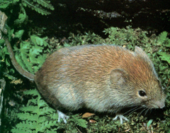 Clethrionomys gapperi