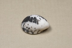 Nerita albicilla