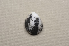 Nerita albicilla