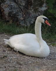 Cygnus olor
