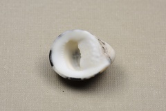 Nerita albicilla