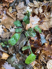 Ajuga reptans