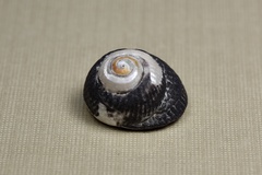 Trochoidea