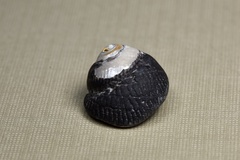 Trochoidea