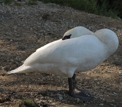 Cygnus olor