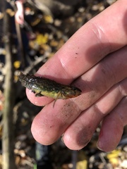 Etheostoma caeruleum