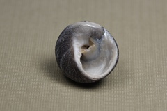 Trochoidea