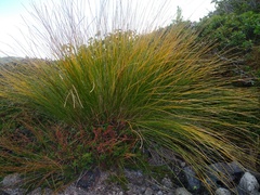 Trichophorum cespitosum