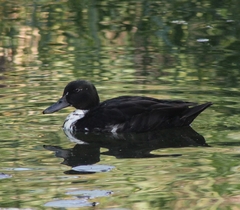 Anas platyrhynchos domesticus