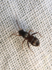 Pilophorus perplexus