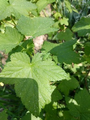 Isophya camptoxypha