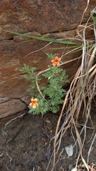 Jamesbrittenia aurantiaca