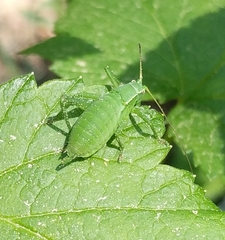 Isophya camptoxypha