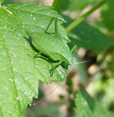 Isophya camptoxypha
