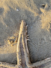 Astropecten polyacanthus