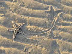 Astropecten polyacanthus