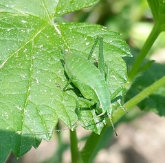 Isophya camptoxypha