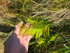 Cyclosorus interruptus