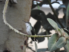 Elliotomyia chionogaster