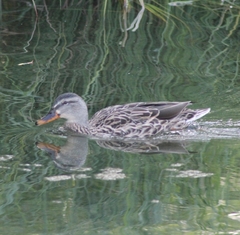 Anas platyrhynchos platyrhynchos