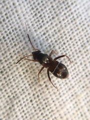 Pilophorus perplexus