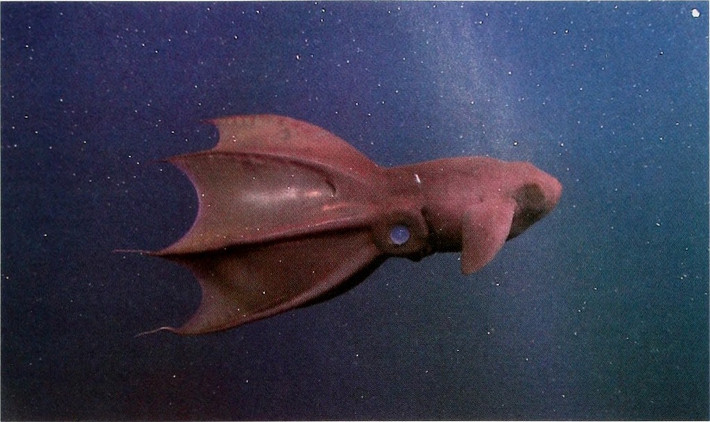 Vampire Squids