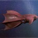 Vampire Squid - Photo 
Internet Archive Book Images, no known copyright restrictions (public domain)